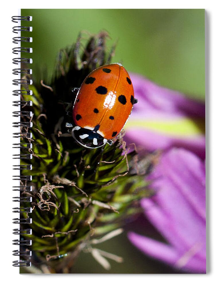 Ladybug Spiral Notebook featuring the photograph Ladybug Delight by Julia McHugh