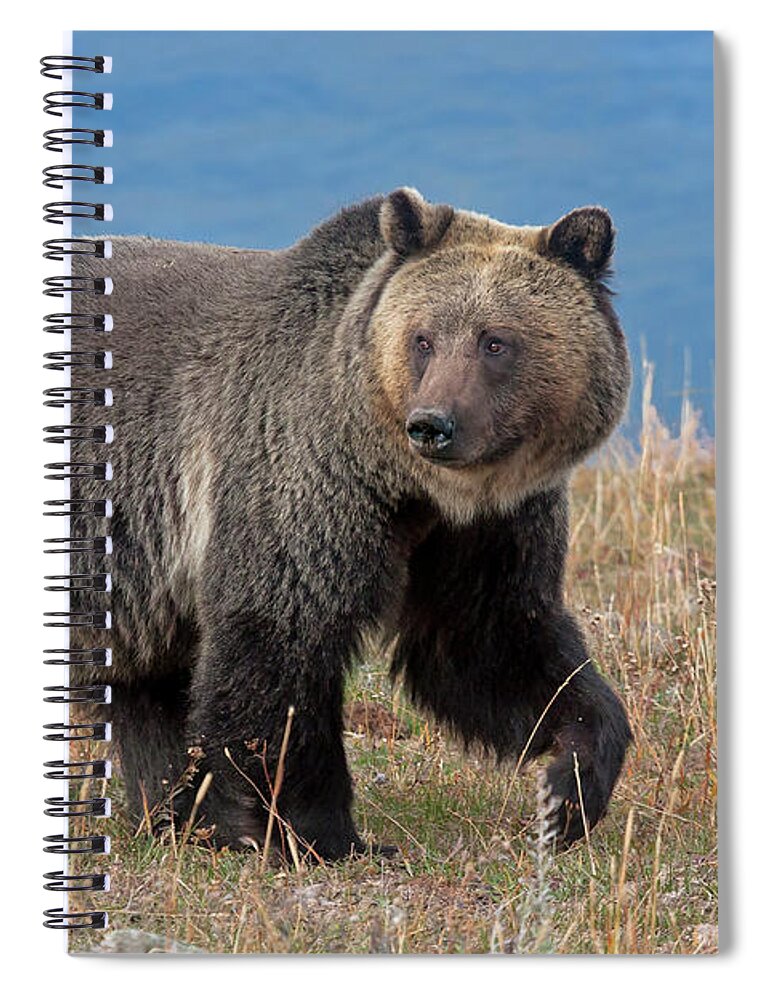 Mark Miller Photos Spiral Notebook featuring the photograph Lakeside Grizzly by Mark Miller