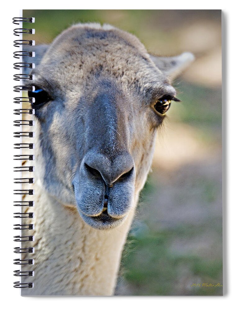 Lama Guanicoe Spiral Notebook featuring the photograph Lama guanicoe _ 1a by Walter Herrit