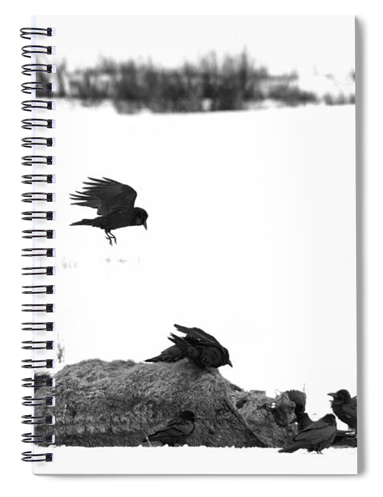 Ravens Spiral Notebook featuring the photograph Lamar Valley Scavengers Black And White by Adam Jewell