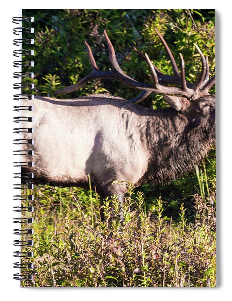 Bull Spiral Notebook featuring the photograph Large Bull Elk Bugling by D K Wall