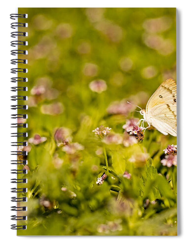 Butterfly Spiral Notebook featuring the photograph Large Salmon Arab butterfly by Alon Meir