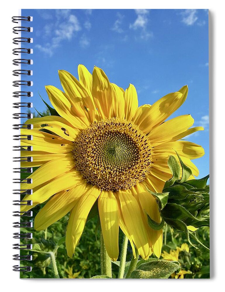 Sunflower Spiral Notebook featuring the photograph Large Sunflower by Brian Eberly
