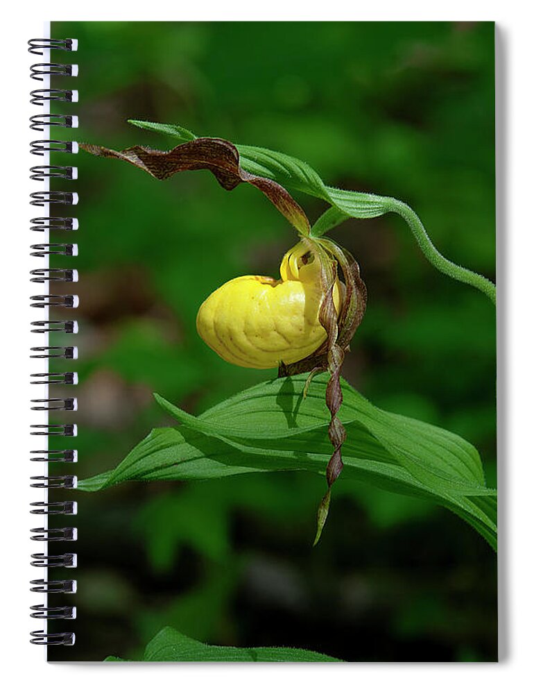 Nature Spiral Notebook featuring the photograph Large Yellow Lady Slipper Orchid DSPF0248 by Gerry Gantt