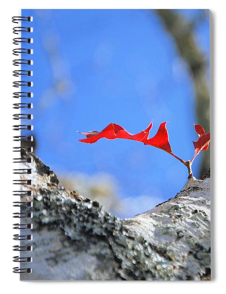 Fall Leaves Spiral Notebook featuring the photograph Last to Leaf by Debbie Karnes