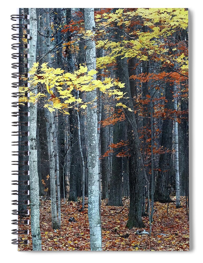 Fall Spiral Notebook featuring the photograph Late Fall in the Woods by David T Wilkinson