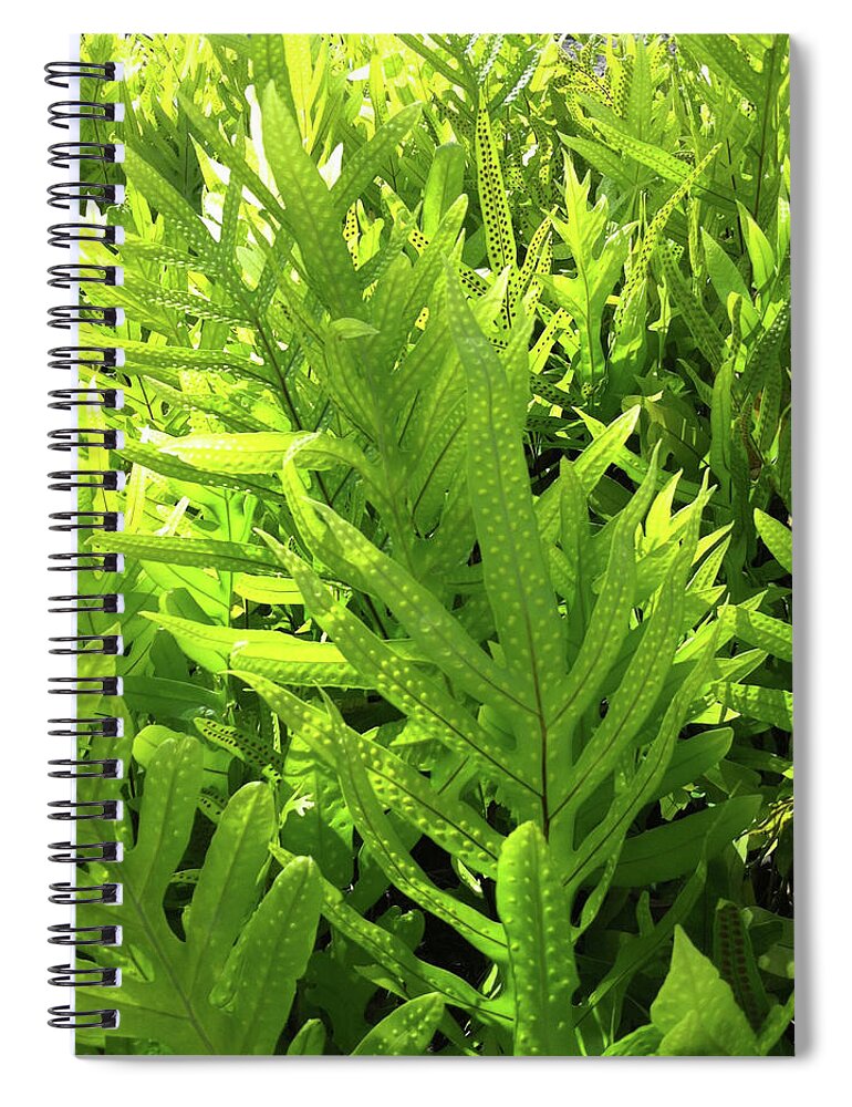 Fern Spiral Notebook featuring the photograph Lauae Fern by Gini Moore