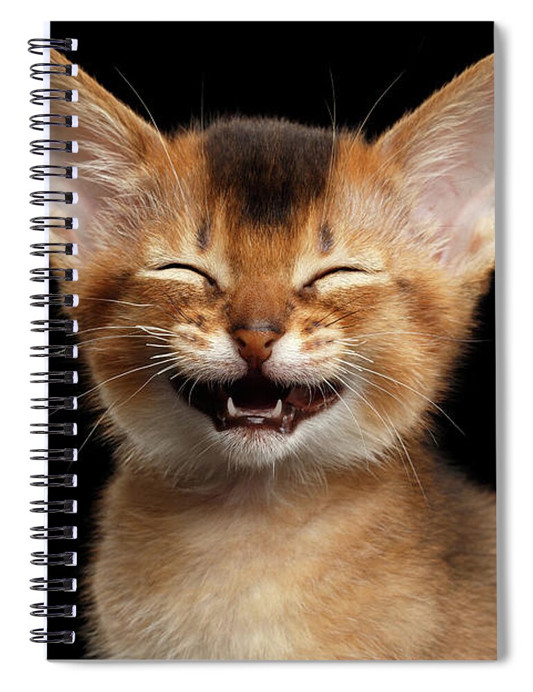 Kitten Spiral Notebook featuring the photograph Laughing Kitten by Sergey Taran