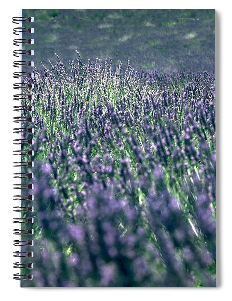 Lavender Spiral Notebook featuring the photograph Lavender by Flavia Westerwelle