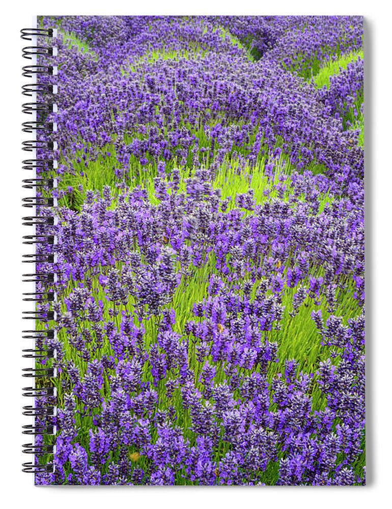 Flowers Spiral Notebook featuring the digital art Lavender in blooming by Michael Lee