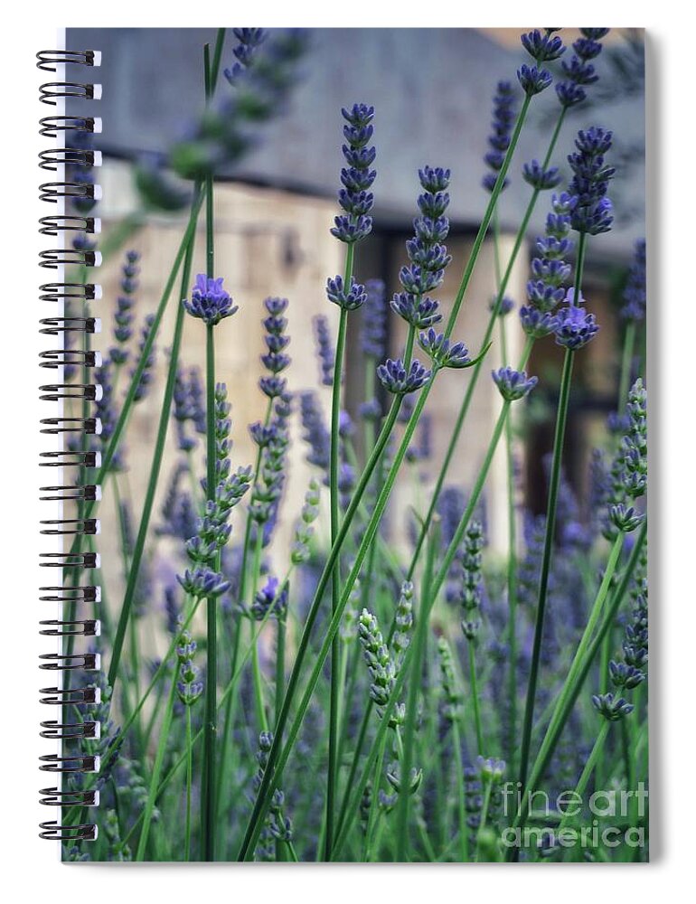 Lavender Spiral Notebook featuring the photograph Lavender in Nice by Diana Rajala
