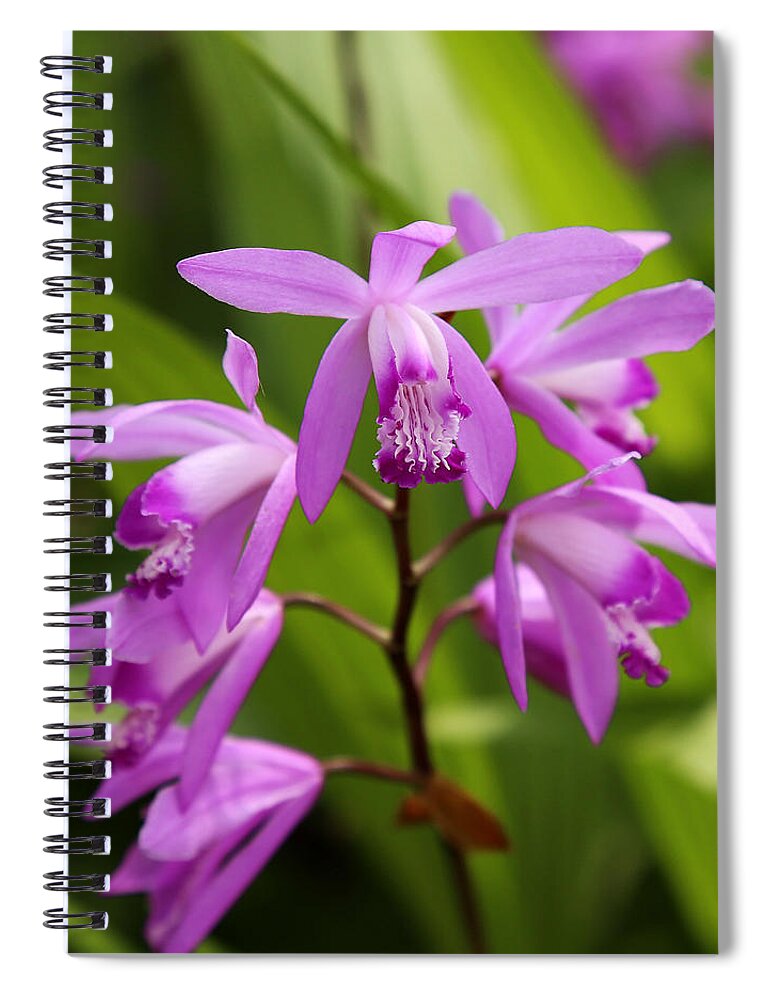 Orchid Spiral Notebook featuring the photograph Lavender Orchid by Judy Vincent