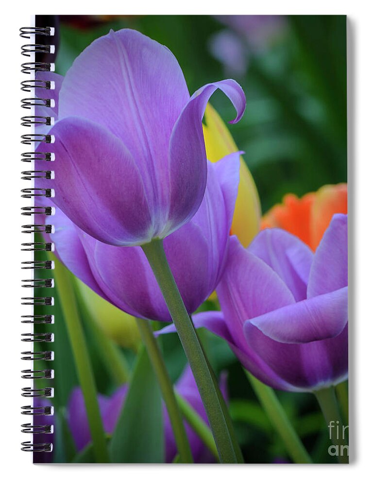 Tulips Spiral Notebook featuring the photograph Lavender Tulips by Tamara Becker