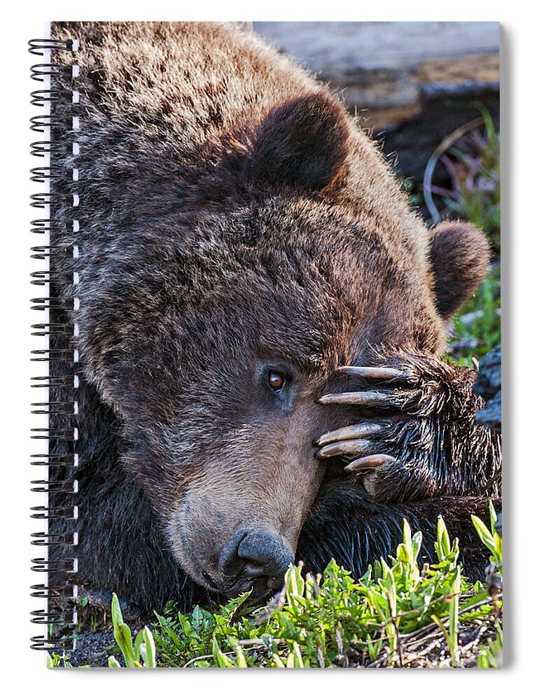Bear Spiral Notebook featuring the photograph Lazy Bear by Wesley Aston