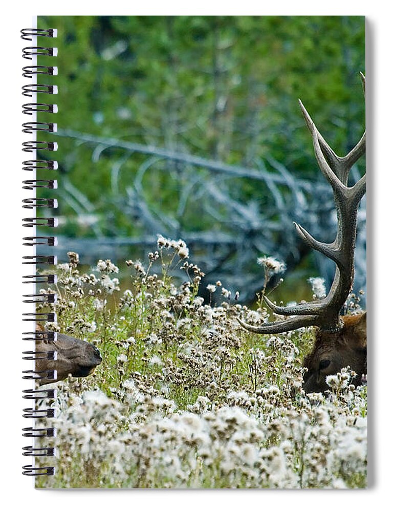 Elk Spiral Notebook featuring the photograph Lazy Days by Wesley Aston