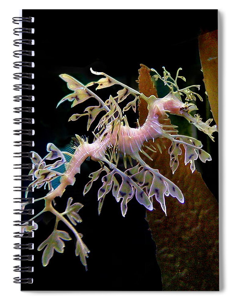 Denise Bruchman Spiral Notebook featuring the photograph Leafy Sea Dragon by Denise Bruchman