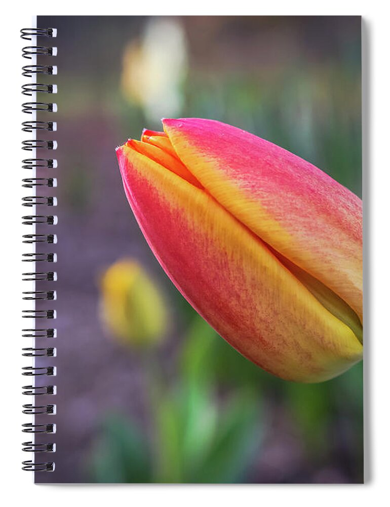 Spring Floral Spiral Notebook featuring the photograph Leaning towards the sunlight by Claudia M Photography