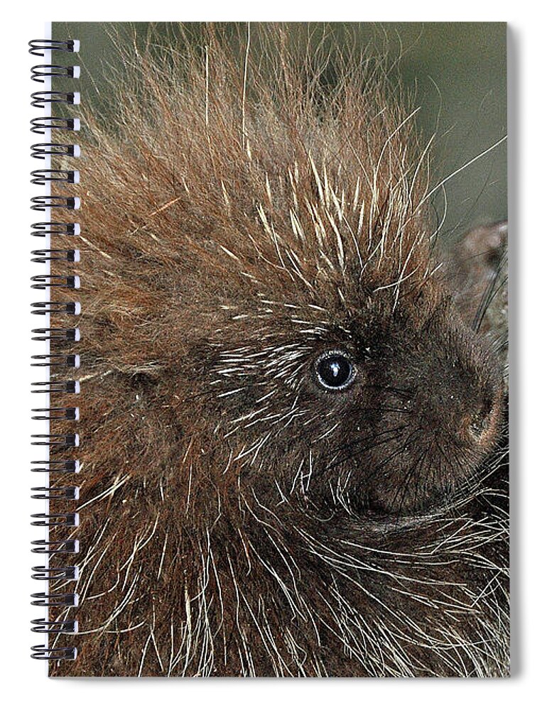 Animals Spiral Notebook featuring the photograph Learning to climb by Glenn Gordon