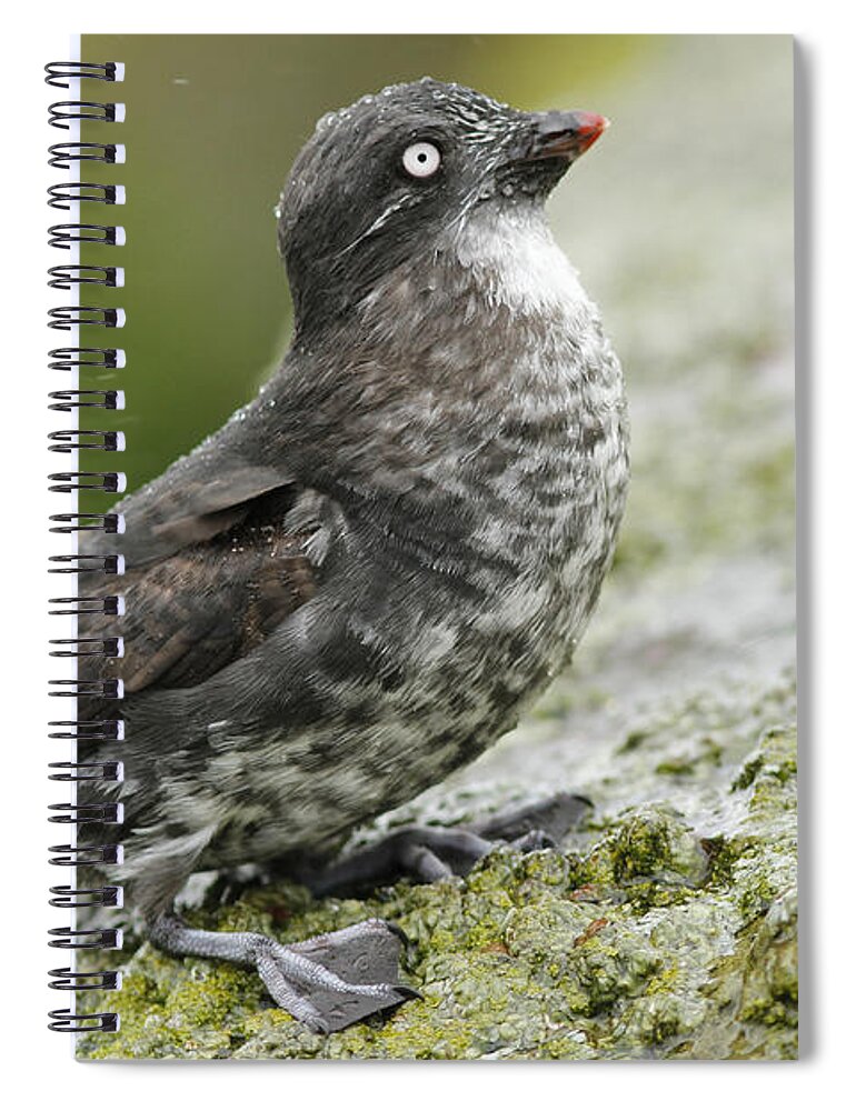 Least Auklet Spiral Notebook featuring the photograph Least Auklet by Desmond Dugan/FLPA