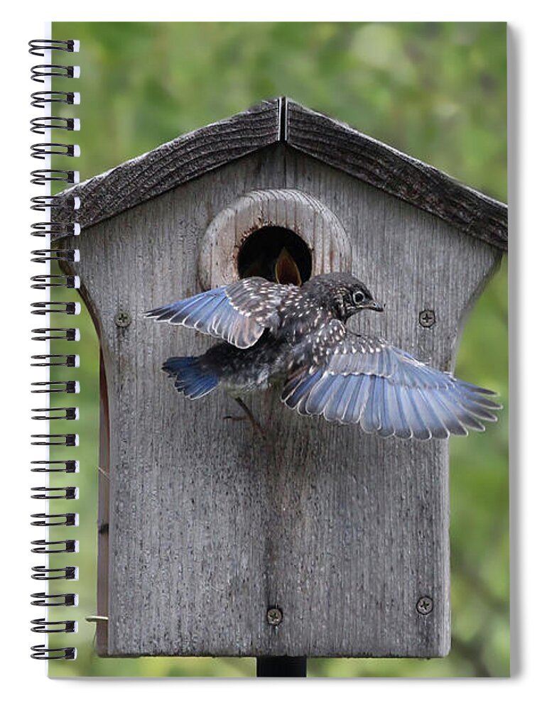 Bluebird Spiral Notebook featuring the photograph Leaving Home by Jackson Pearson