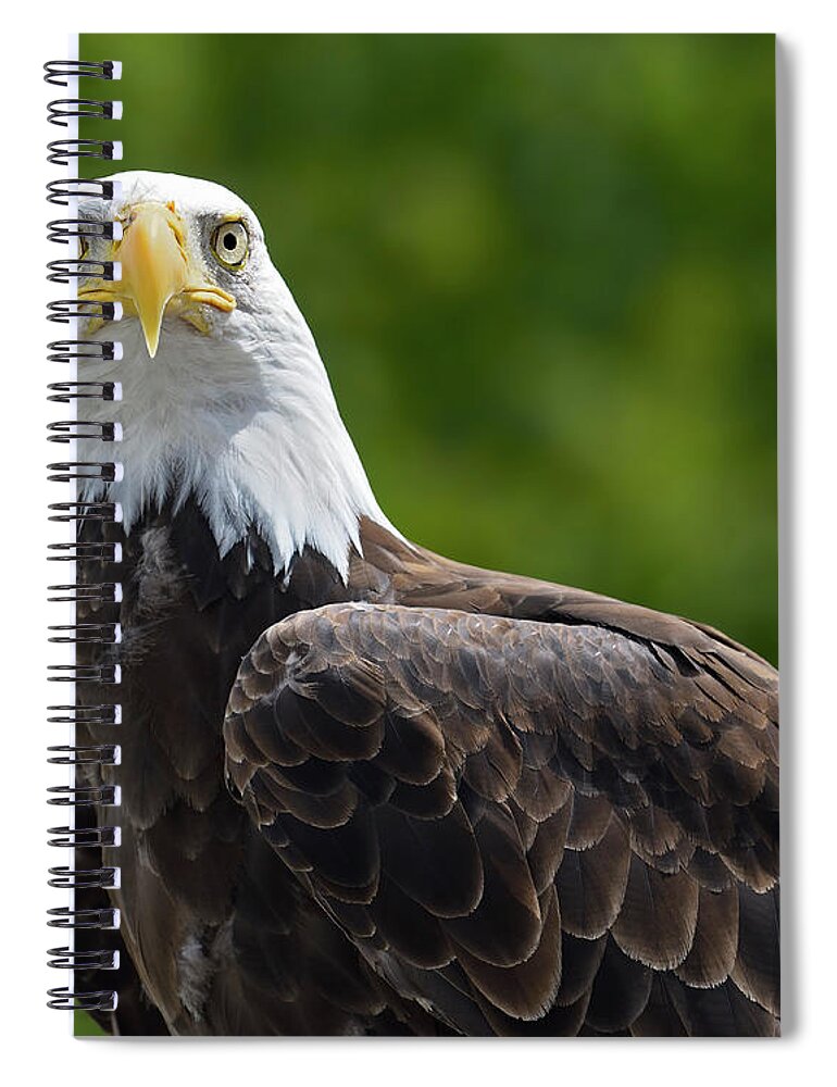 Bald Eagle Spiral Notebook featuring the photograph Left Turn by Tony Beck