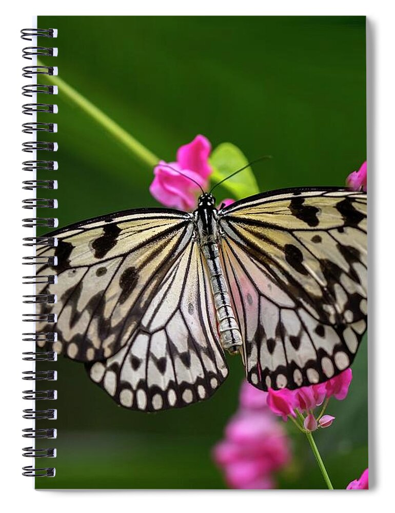 Butterfly Spiral Notebook featuring the photograph Leisurely Lunch by Harriet Feagin