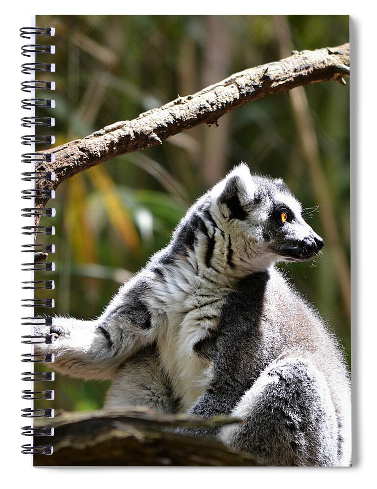 Lemur Spiral Notebook featuring the photograph Lemur Love by Ally White
