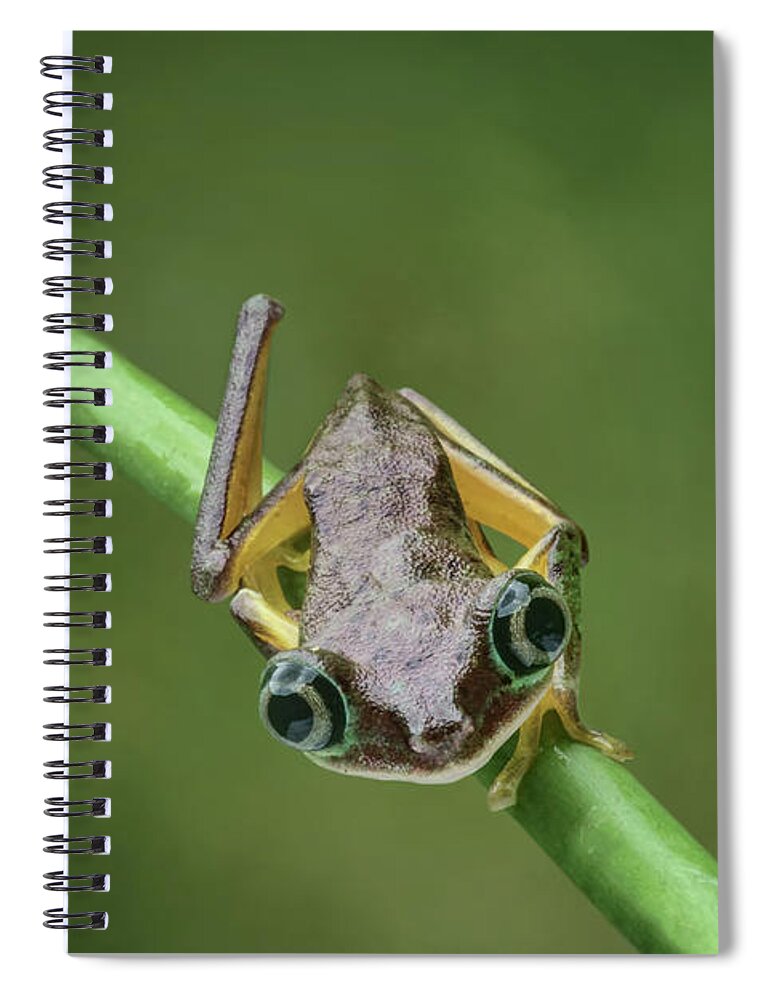 Frogs Spiral Notebook featuring the photograph Lemur Tree Frog - 1 by Nikolyn McDonald