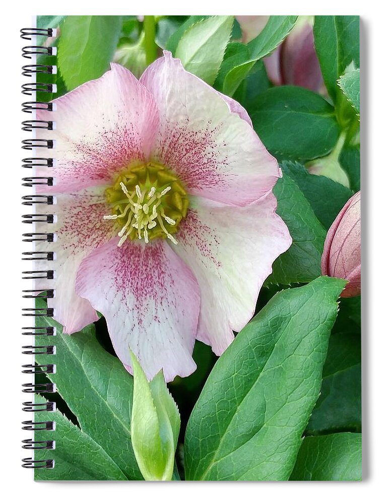 Rose Spiral Notebook featuring the photograph Lenten Rose by Kathy Barney