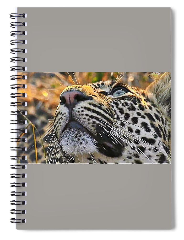 Leopard Spiral Notebook featuring the photograph Leopard aloft by Gini Moore