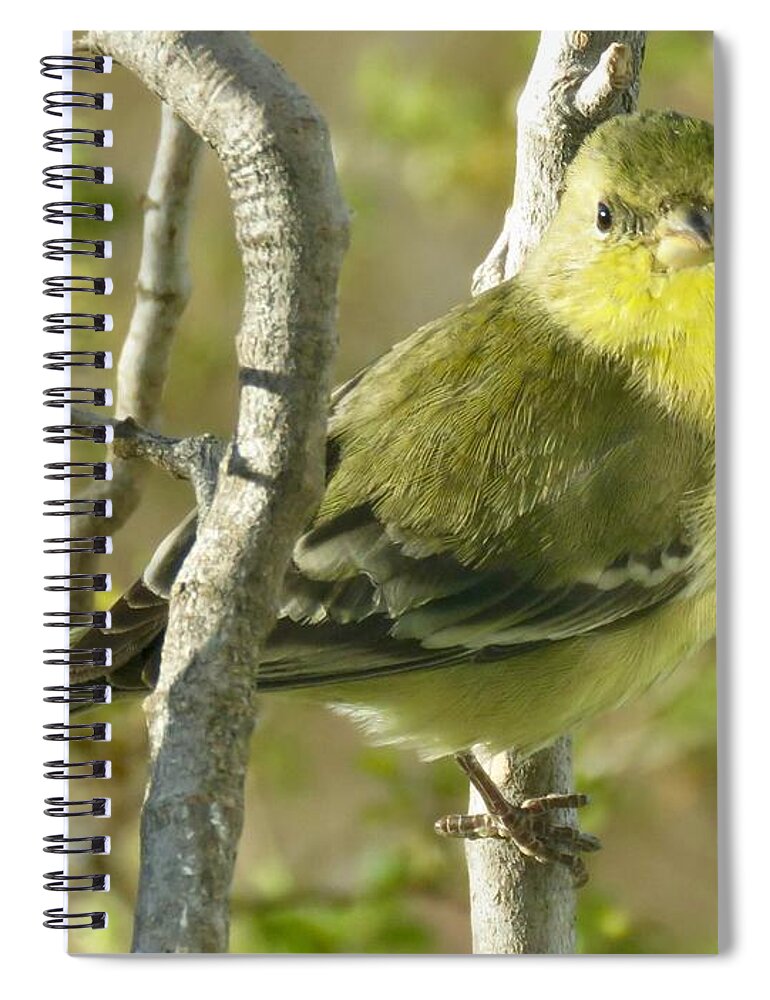 American Goldfinch Spiral Notebook featuring the photograph Lesser Goldfinch 1 by Judy Kennedy