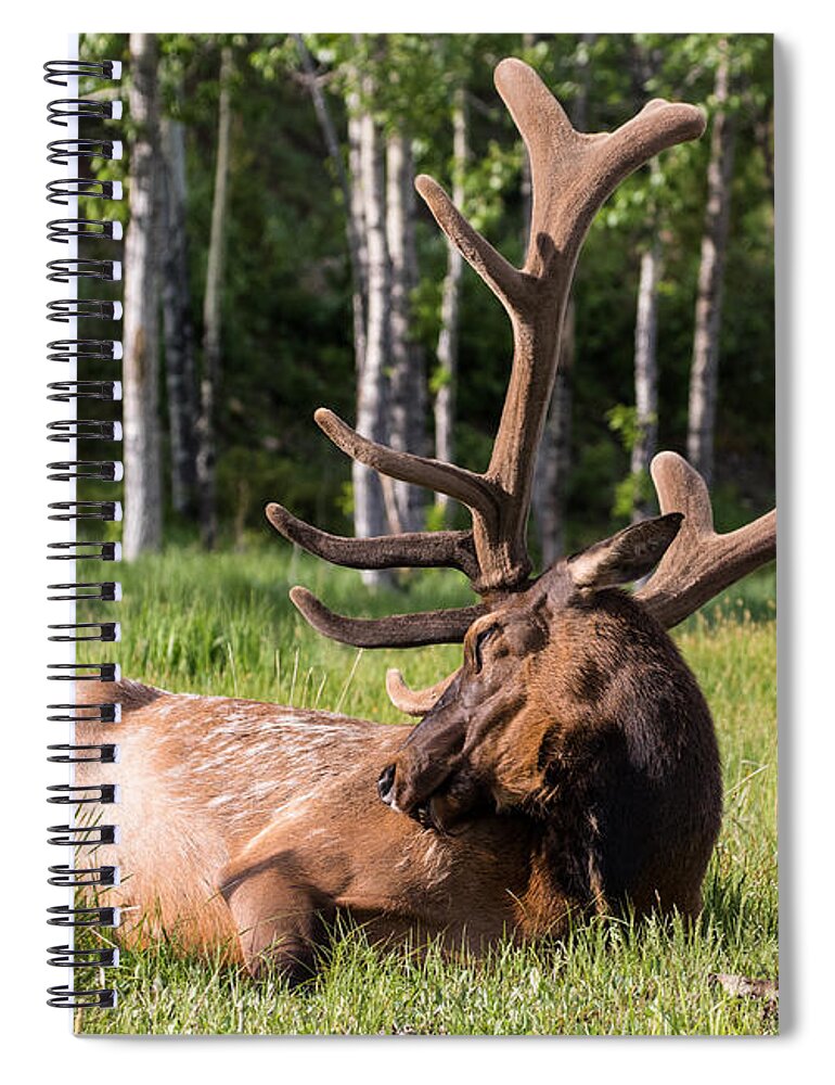 Elk Spiral Notebook featuring the photograph Let Sleeping Elk Lie by Mindy Musick King