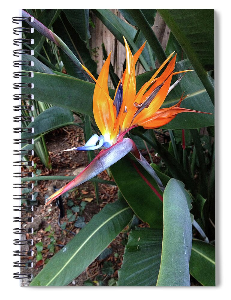 Flower Spiral Notebook featuring the photograph Let Your True Colors Show by Lisa Blake