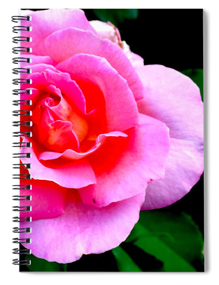Pink Rose Spiral Notebook featuring the photograph Leveled Happiness by Bradley Dever