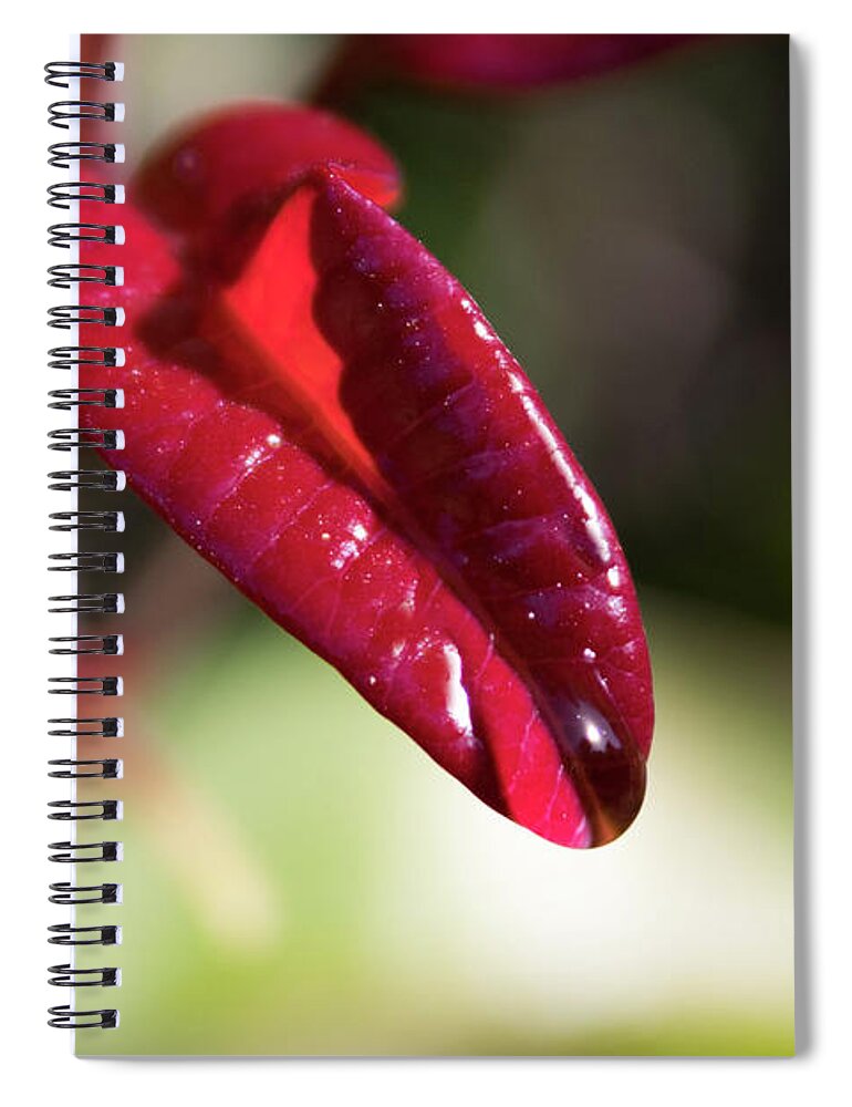 Red Leaf Spiral Notebook featuring the photograph Lick it Up by Alison Frank