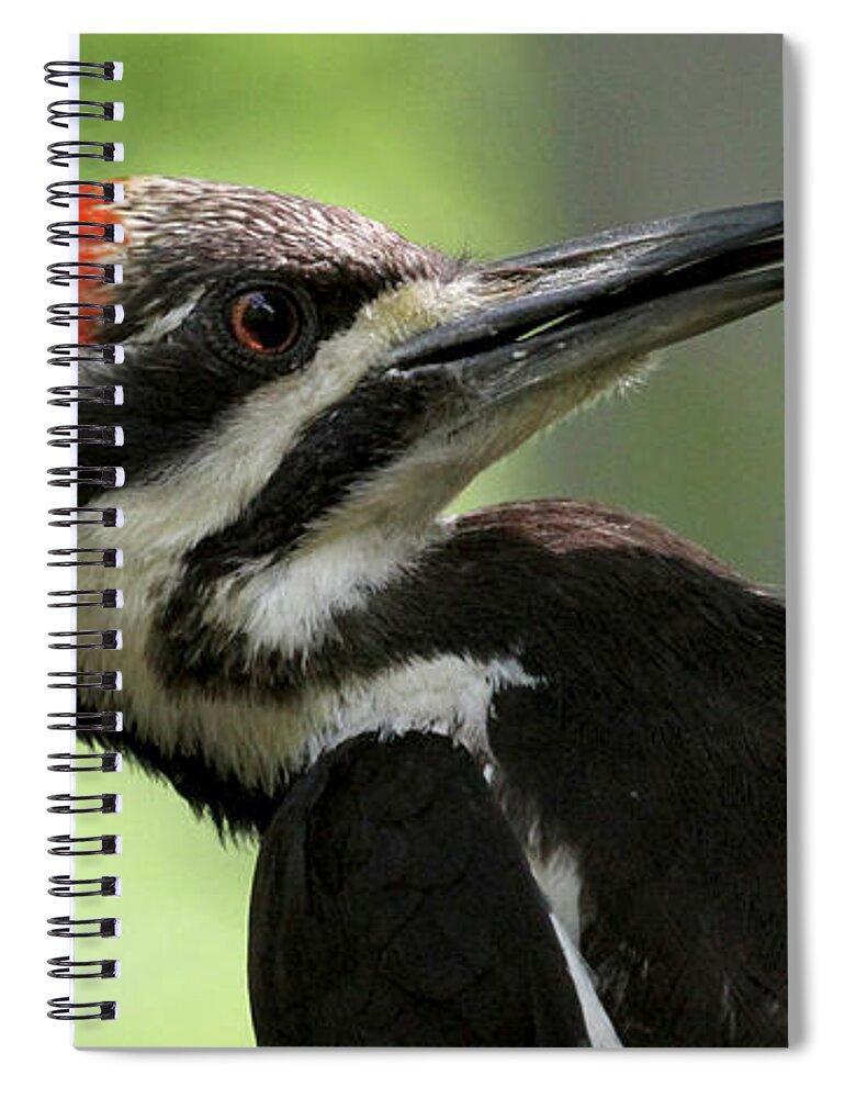 Pileated Woodpecker Spiral Notebook featuring the photograph Lick It Up - Pileated Woodpecker by Meg Rousher