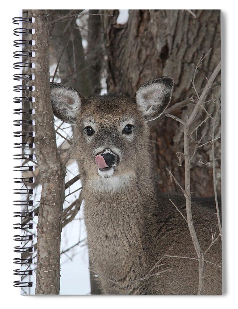 White-tailed Deer Spiral Notebook featuring the photograph Licking Her Lips by Doris Potter