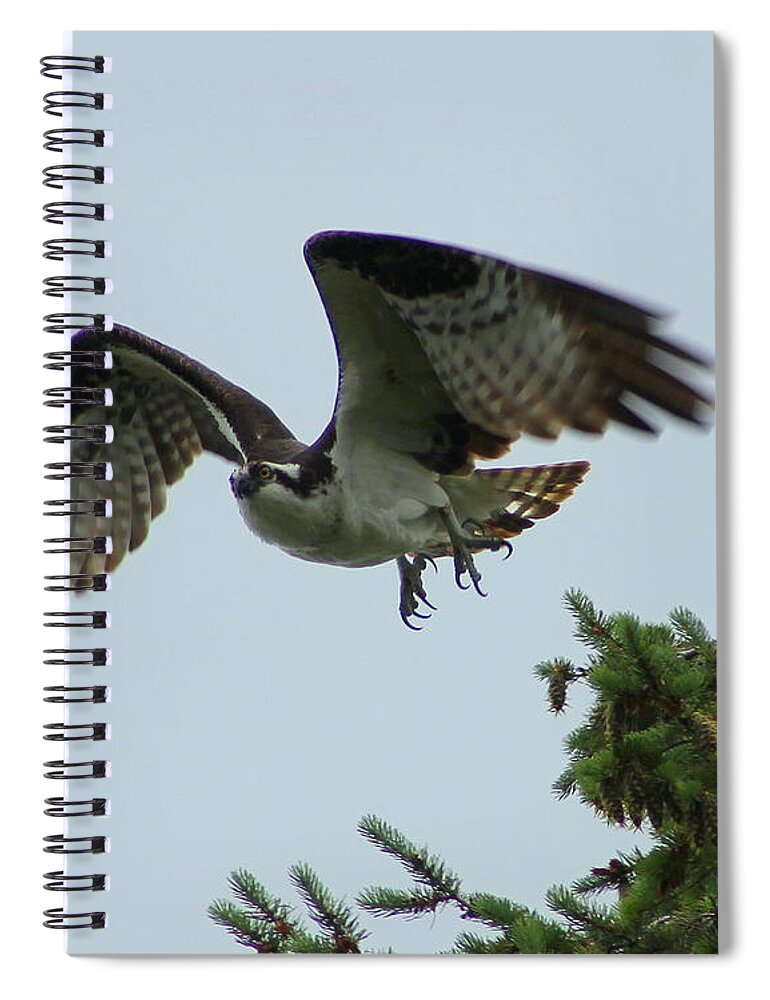 Osprey Spiral Notebook featuring the photograph Lift Off by Leone Lund