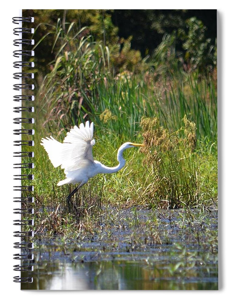 Lifting Off - Egret Spiral Notebook featuring the photograph Lifting Off - Egret by Maria Urso