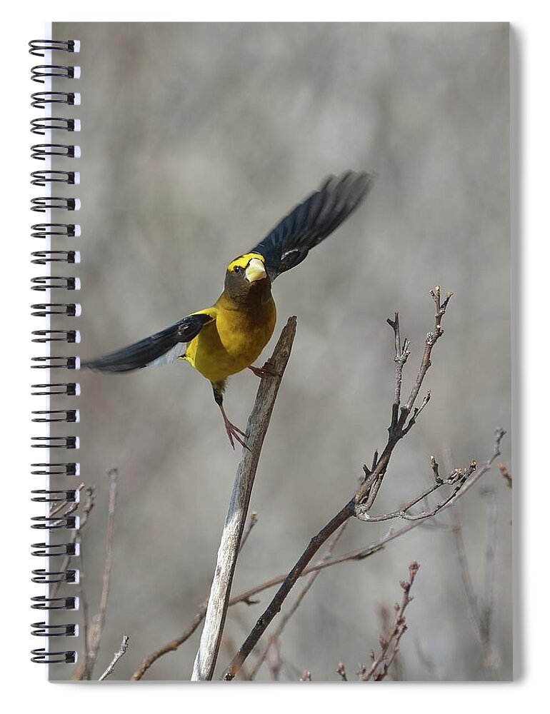 Bird Spiral Notebook featuring the photograph Liftoff-Male Evening Grosbeak by David Porteus