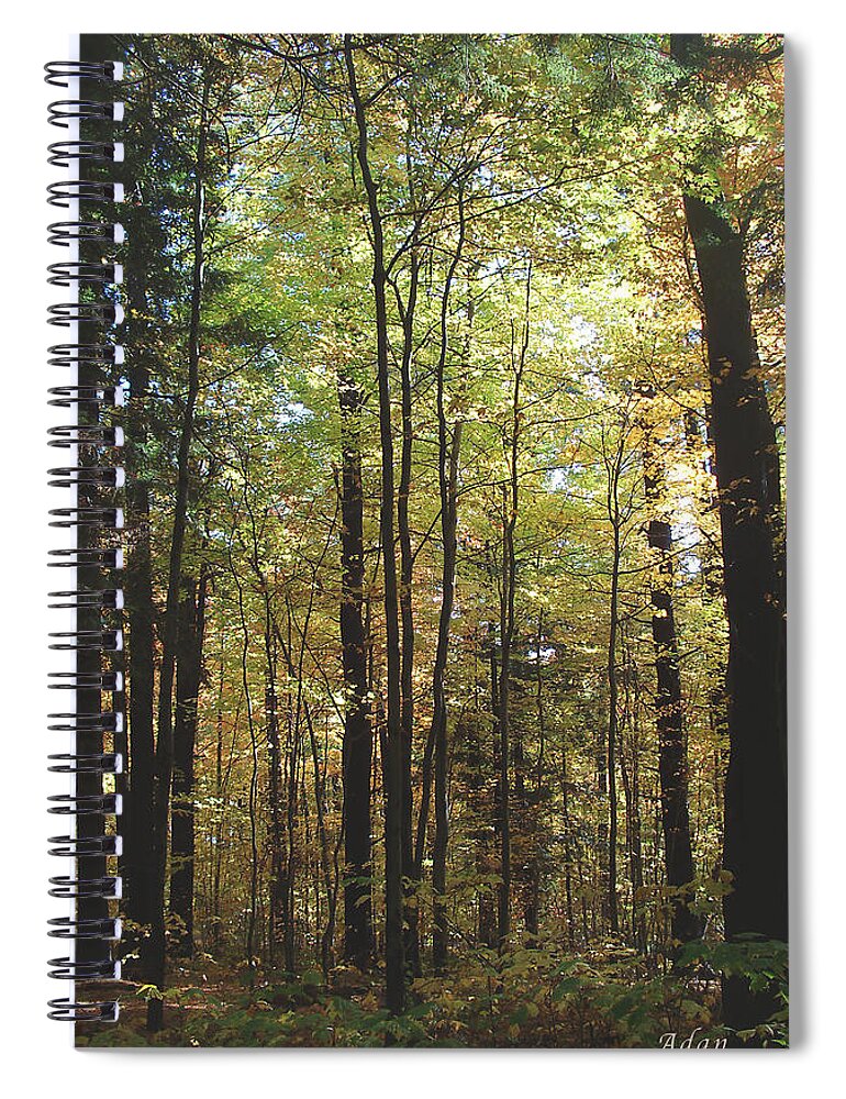 Forest Spiral Notebook featuring the photograph Light Among the Trees Vertical by Felipe Adan Lerma