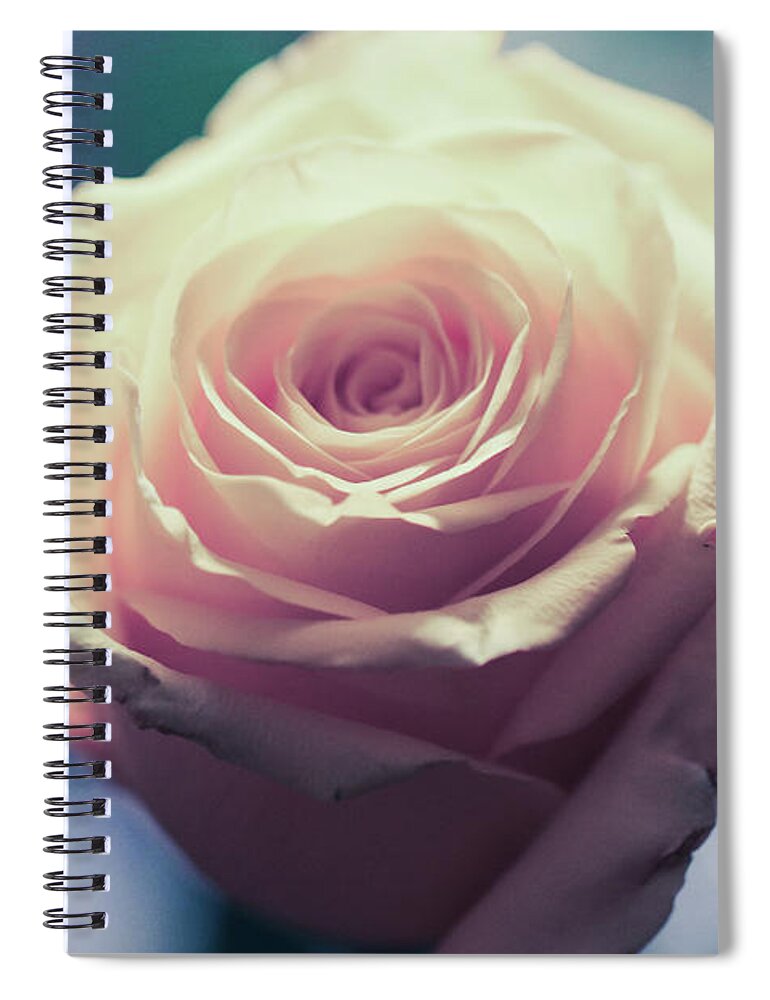 Art Spiral Notebook featuring the photograph Light Pink Head Of A Rose On Blue Background by Amanda Mohler