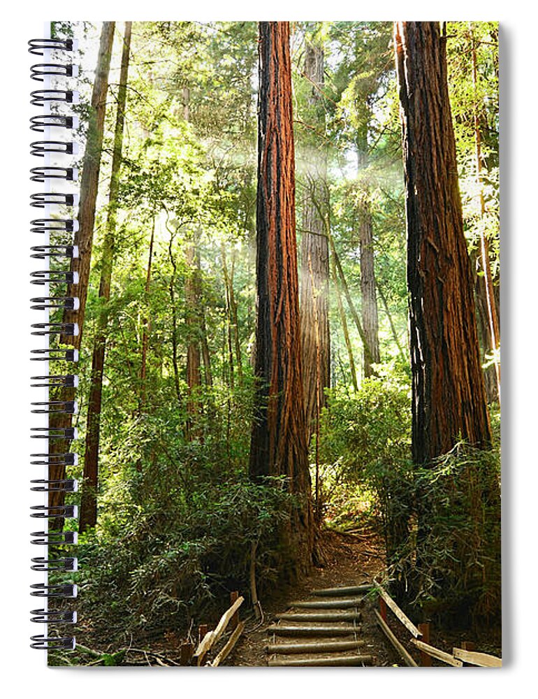 Redwood Spiral Notebook featuring the photograph Light the Way - Redwood Forest of Muir Woods National Monument with Sun Beam. by Jamie Pham