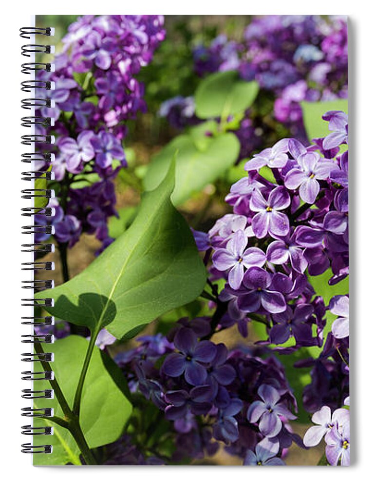 National Arboretum Spiral Notebook featuring the photograph Lilac by Agnes Caruso
