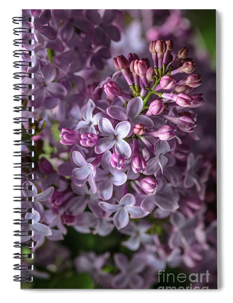 Lilacs Spiral Notebook featuring the photograph Lilac Bouquet by Tamara Becker