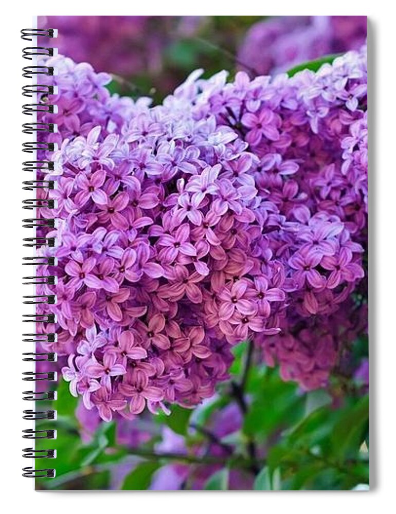 Lilac Spiral Notebook featuring the photograph Lilac by Jackie Russo
