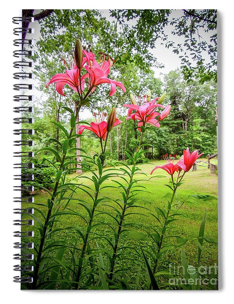 Lillies Spiral Notebook featuring the photograph Lilies in the pink by Mim White