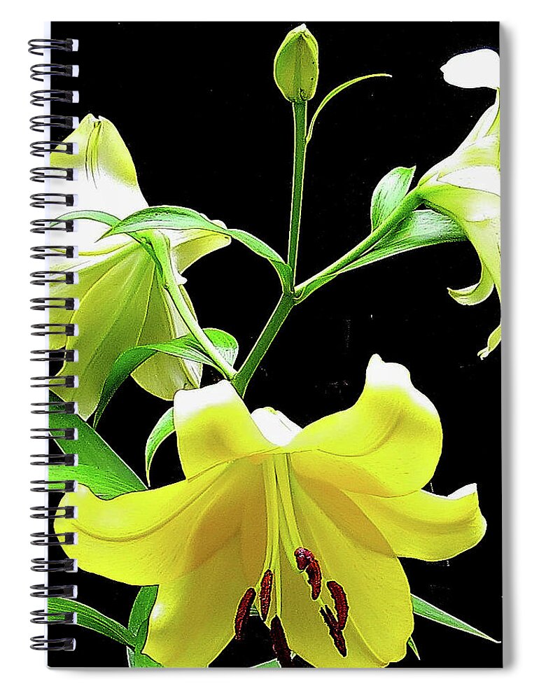 Flower Spiral Notebook featuring the photograph Lilies in the sun by Linda Stern