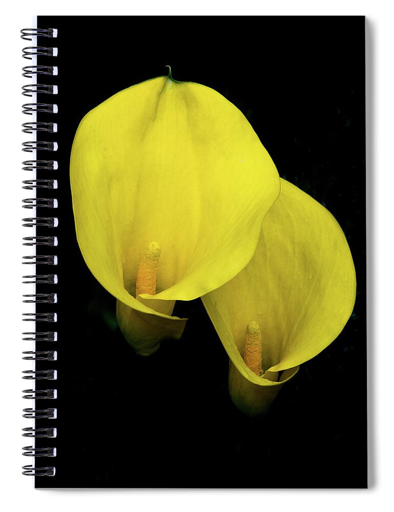 Calla Spiral Notebook featuring the photograph Lilies Out of the Dark by Douglas Barnett