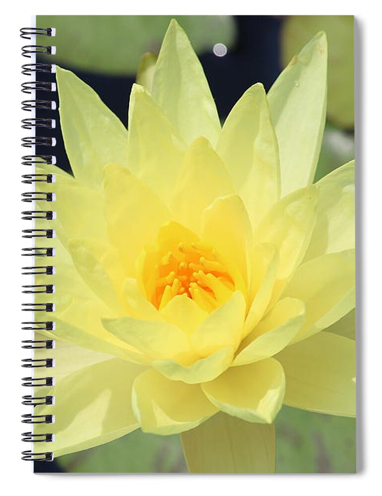  Spiral Notebook featuring the photograph Lily of the Sun by Ron Monsour